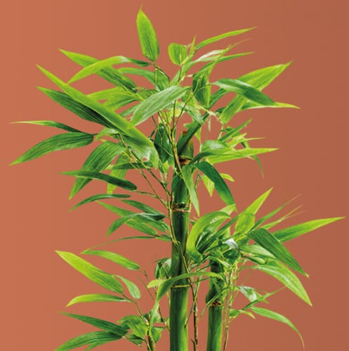 Varie essenze